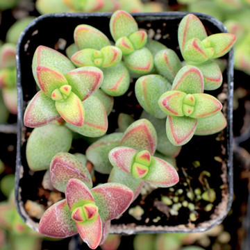 Crassula rupestris var. monticola