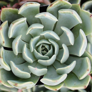 Echeveria 'Allegra'