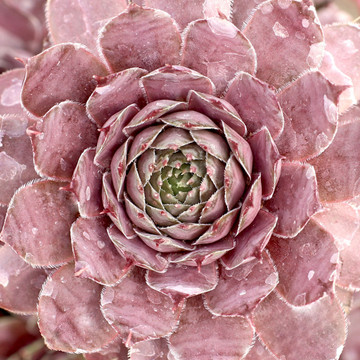 Sempervivum 'Virgil Ford' (Mature) - April