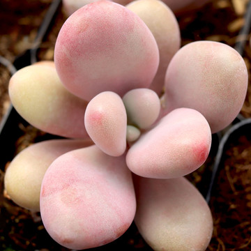 Pachyphytum oviferum - Pink Moonstone - May