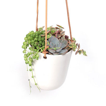 Hanging Pot 4.25" x 4" - Planted