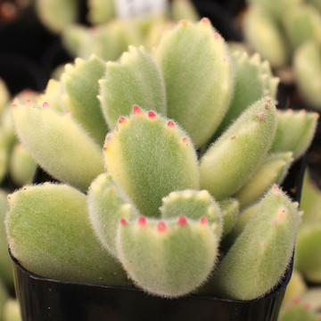 Cotyledon tomentosa - Variegated Bear's Paw