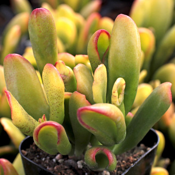 Crassula ovata 'ET's Fingers' Variegated Jade - Summer stress colors