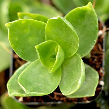 Crassula lactea