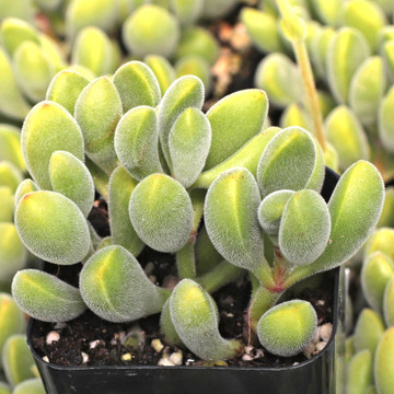 Crassula rogersii