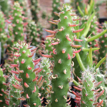 Austrocylindropuntia subulata - Eve's Needle - March