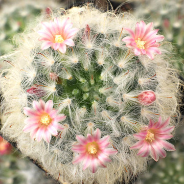 Mammillaria bocasana - Powder Puff Cactus - Blooms