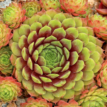 Sempervivum 'Stuffed Olive' (Outdoors) - August