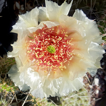 Opuntia 'Crystal Tide' - Spectacular Bloom