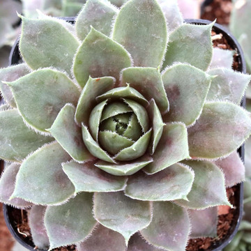 Sempervivum 'Prairie Sunset'