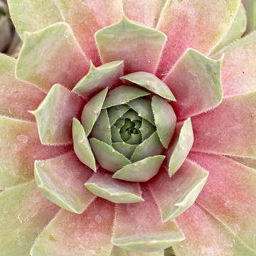 Sempervivum tectorum 'Violescens'