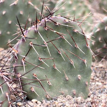 Opuntia 'Dark Knight'