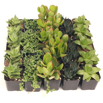 MCG Easy Indoors™ 25 Bulk Succulents - 5 Types w/ ID - 2in Pots