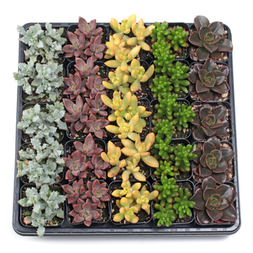 Soft Succulents Bulk 25 Tray - 5 Types w/ ID - 2in Pots