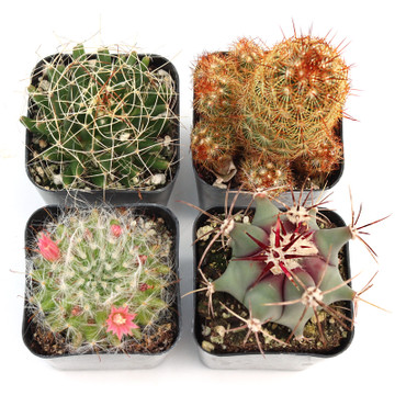 Cacti Set of 4 Types - 2in Pots w/ ID