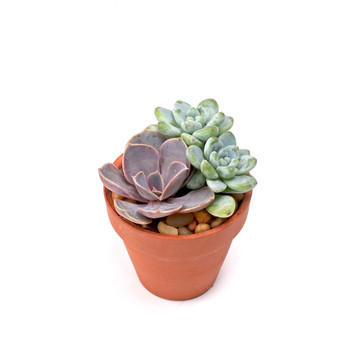 2.5" x 2.5" Terracotta Standard Clay Pot w/ Drainage Hole - Planted