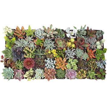 MCG Ultimate Succulent Sampler Tray - 2in Containers - 50 Varieties
