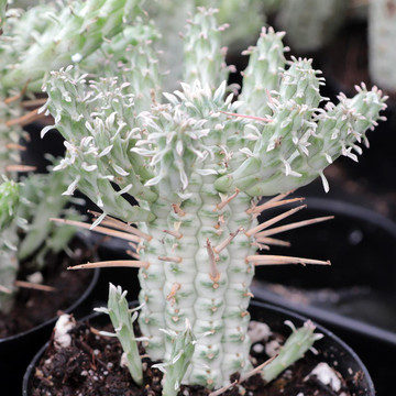 Euphorbia mammillaris f. variegata - Indian Corn Cob