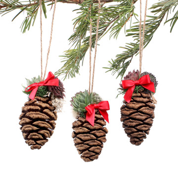 MCG Mini Succulent Ornaments - Sequoia Cones - On Tree