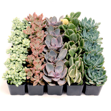 Pastel Succulent Tray - 2in Containers - 5 Varieties (25)