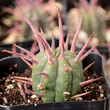 Euphorbia ferox