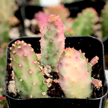 Opuntia monacantha f. monstruosa variegata - Variegated Joseph's Coat