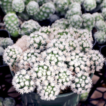 Mammillaria gracilis var. fragilis f. monstrosa 'Arizona Snowcap'