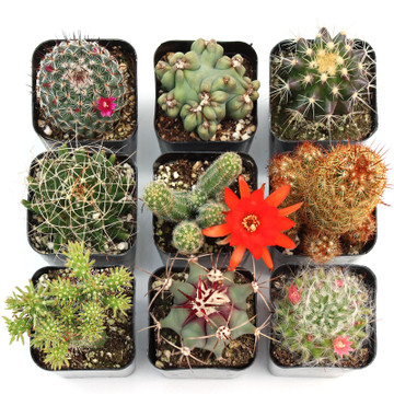 Cacti Set of 9 Types - 2in Pots w/ ID