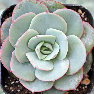 Echeveria 'Atlantis'