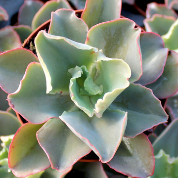 Echeveria 'Giant Blue'