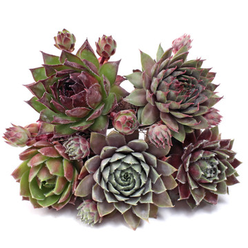 Individual Succulent Plug - Sempervivum