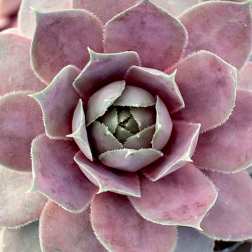 Sempervivum 'Pink Lotus' (Young) - March