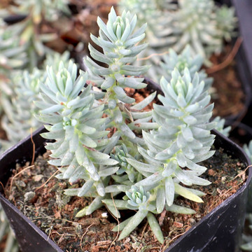 Sedum rupestre 'Silver'