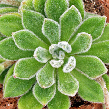 Echeveria 'Doris Taylor' - Woolly Rose