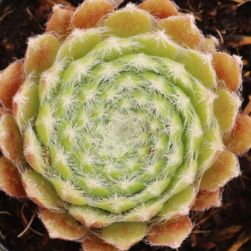 Sempervivum 'Shirley's Joy' - July