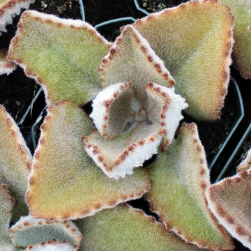 Kalanchoe beharensis 'Fang'