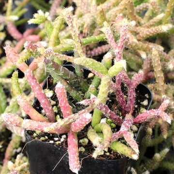 Rhipsalis pilocarpa