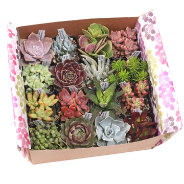 Succulent Sampler Gift Box - Sixteen Unique Types - 2in Pots w/ ID