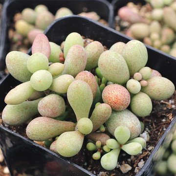 Caudiciform & Bulb Succulents | Mountain Crest Gardens®