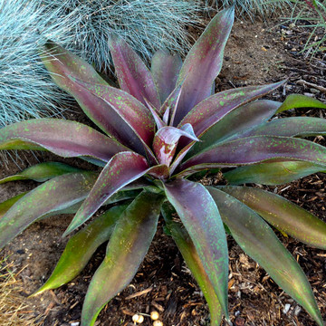 Mangave 'Mission to Mars' PPAF (Mature)