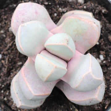 Lapidaria margaretae