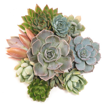 Rosette Cuttings - 10 Pack - 1.75"-3.0"