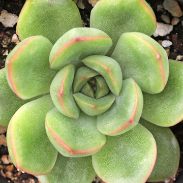 Echeveria 'Cris'