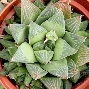 Haworthia turgida var. longibracteata - May