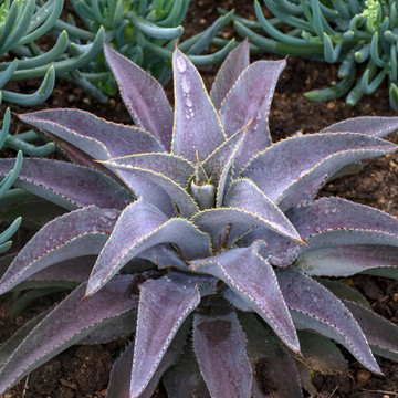 Mangave 'Purple People Eater' PPAF - Mature