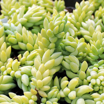Sedum morganianum - Burro's Tail, Donkey's Tail