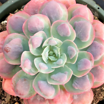 Echeveria | Echeveria Types | Echeveria Succulents