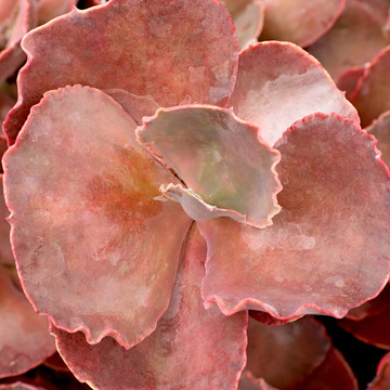 Echeveria 'The Rose'