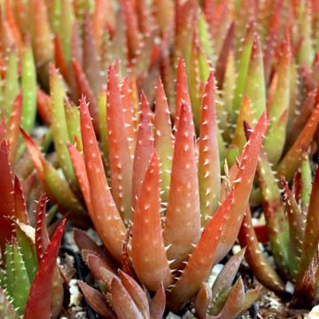 Aloe 'Crosby's Prolific' - May