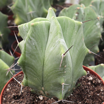 Stenocereus pruinosus - Gray Ghost Organ Pipe - Side View